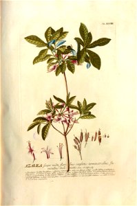 Christoph Jakob Trew - Plantae selectae quarum imagines ad exemplaria naturalia Londini - 1765 - 048