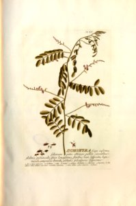 Christoph Jakob Trew - Plantae selectae quarum imagines ad exemplaria naturalia Londini - 1765 - 055