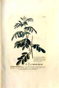 Christoph Jakob Trew - Plantae selectae quarum imagines ad exemplaria naturalia Londini - 1765 - 054