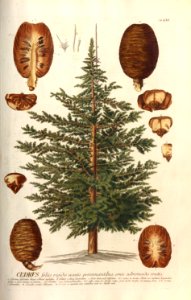 Christoph Jakob Trew - Plantae selectae quarum imagines ad exemplaria naturalia Londini - 1765 - 061