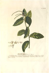Christoph Jakob Trew - Plantae selectae quarum imagines ad exemplaria naturalia Londini - 1765 - 067