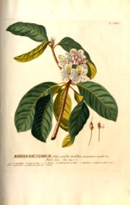 Christoph Jakob Trew - Plantae selectae quarum imagines ad exemplaria naturalia Londini - 1765 - 066