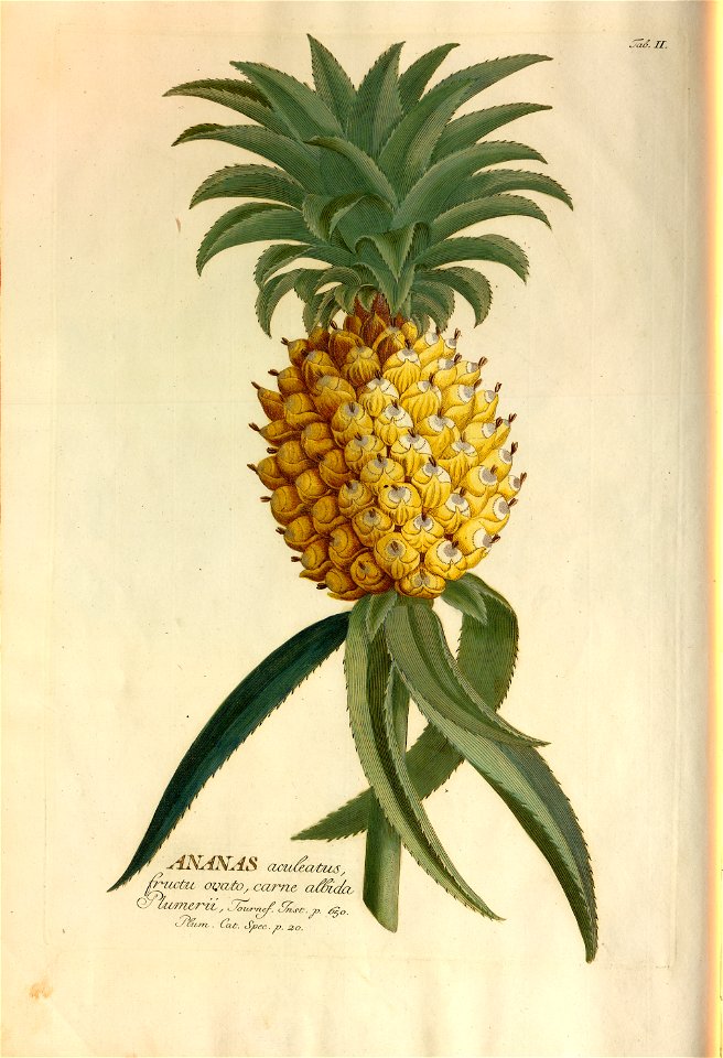 Christoph Jakob Trew - Plantae selectae quarum imagines ad exemplaria naturalia Londini - 1765 - 003