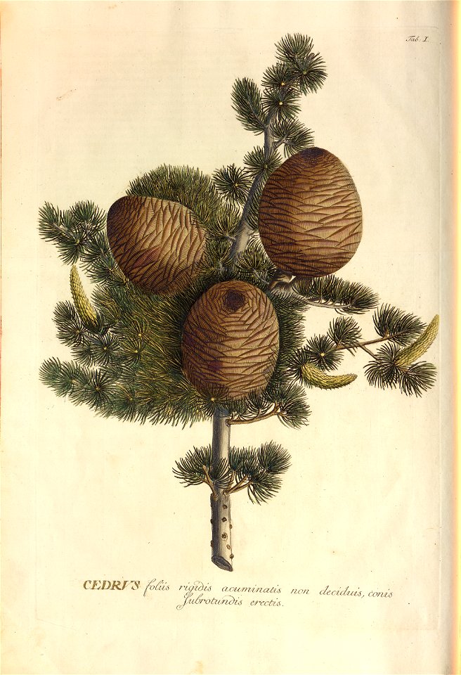 Christoph Jakob Trew - Plantae selectae quarum imagines ad exemplaria naturalia Londini - 1765 - 002