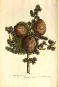 Christoph Jakob Trew - Plantae selectae quarum imagines ad exemplaria naturalia Londini - 1765 - 002