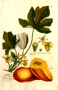 Christoph Jakob Trew - Plantae selectae quarum imagines ad exemplaria naturalia Londini - 1765 - 008