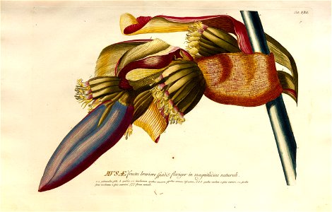 Christoph Jakob Trew - Plantae selectae quarum imagines ad exemplaria naturalia Londini - 1765 - 023