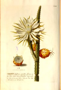 Christoph Jakob Trew - Plantae selectae quarum imagines ad exemplaria naturalia Londini - 1765 - 015