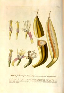 Christoph Jakob Trew - Plantae selectae quarum imagines ad exemplaria naturalia Londini - 1765 - 021