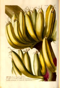 Christoph Jakob Trew - Plantae selectae quarum imagines ad exemplaria naturalia Londini - 1765 - 020