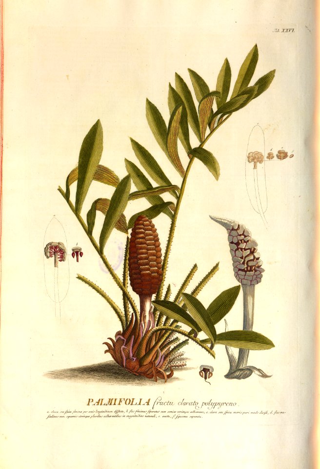 Christoph Jakob Trew - Plantae selectae quarum imagines ad exemplaria naturalia Londini - 1765 - 026