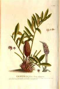 Christoph Jakob Trew - Plantae selectae quarum imagines ad exemplaria naturalia Londini - 1765 - 026