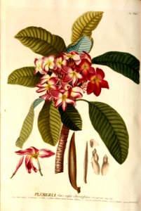 Christoph Jakob Trew - Plantae selectae quarum imagines ad exemplaria naturalia Londini - 1765 - 041