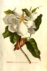 Christoph Jakob Trew - Plantae selectae quarum imagines ad exemplaria naturalia Londini - 1765 - 033