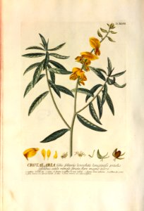 Christoph Jakob Trew - Plantae selectae quarum imagines ad exemplaria naturalia Londini - 1765 - 047