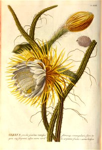 Christoph Jakob Trew - Plantae selectae quarum imagines ad exemplaria naturalia Londini - 1765 - 032