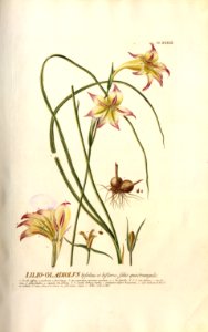 Christoph Jakob Trew - Plantae selectae quarum imagines ad exemplaria naturalia Londini - 1765 - 039