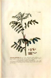 Christoph Jakob Trew - Plantae selectae quarum imagines ad exemplaria naturalia Londini - 1765 - 053