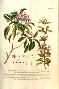 Christoph Jakob Trew - Plantae selectae quarum imagines ad exemplaria naturalia Londini - 1765 - 038