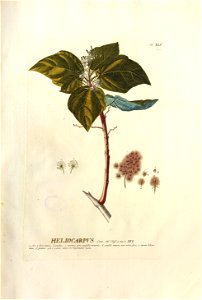 Christoph Jakob Trew - Plantae selectae quarum imagines ad exemplaria naturalia Londini - 1765 - 045