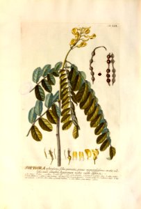 Christoph Jakob Trew - Plantae selectae quarum imagines ad exemplaria naturalia Londini - 1765 - 059