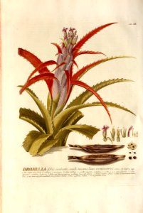 Christoph Jakob Trew - Plantae selectae quarum imagines ad exemplaria naturalia Londini - 1765 - 051