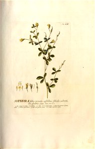 Christoph Jakob Trew - Plantae selectae quarum imagines ad exemplaria naturalia Londini - 1765 - 065
