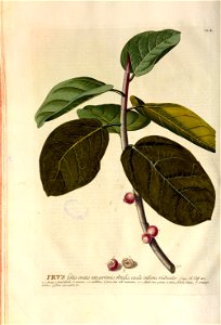 Christoph Jakob Trew - Plantae selectae quarum imagines ad exemplaria naturalia Londini - 1765 - 050