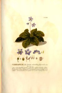Christoph Jakob Trew - Plantae selectae quarum imagines ad exemplaria naturalia Londini - 1765 - 057