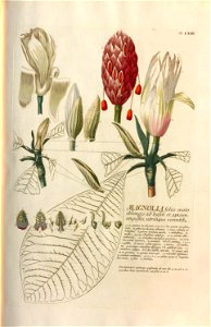 Christoph Jakob Trew - Plantae selectae quarum imagines ad exemplaria naturalia Londini - 1765 - 063