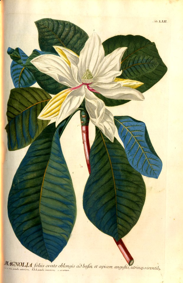 Christoph Jakob Trew - Plantae selectae quarum imagines ad exemplaria naturalia Londini - 1765 - 062