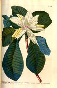 Christoph Jakob Trew - Plantae selectae quarum imagines ad exemplaria naturalia Londini - 1765 - 062