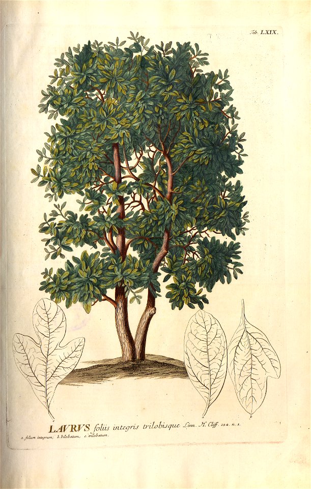 Christoph Jakob Trew - Plantae selectae quarum imagines ad exemplaria naturalia Londini - 1765 - 069
