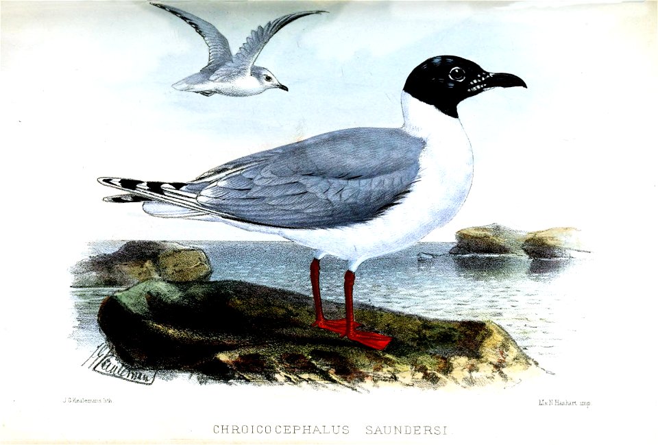 ChroicocephalusSaundersiKeulemans