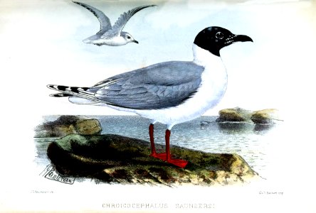ChroicocephalusSaundersiKeulemans