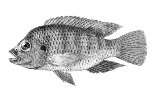 Chromis busumanus
