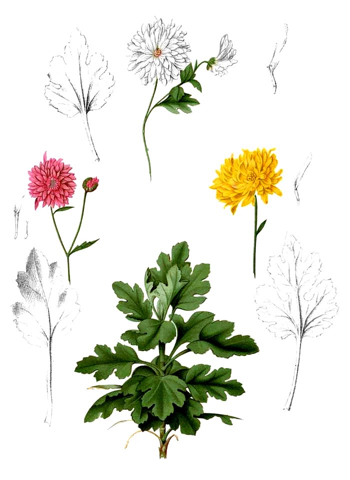 Chrysanthemum morifolium Blanco2.290-cropped