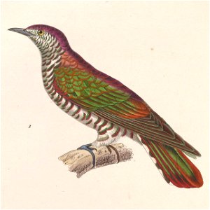 Chrysococcyx lucidus male 1838