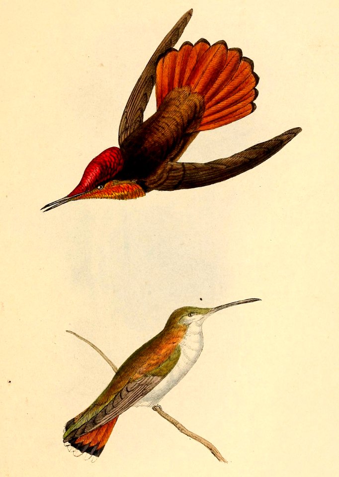 Chrysolampis mosquitus 1841