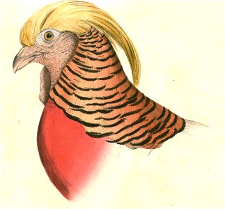 Chrysolophus pictus Hardwicke
