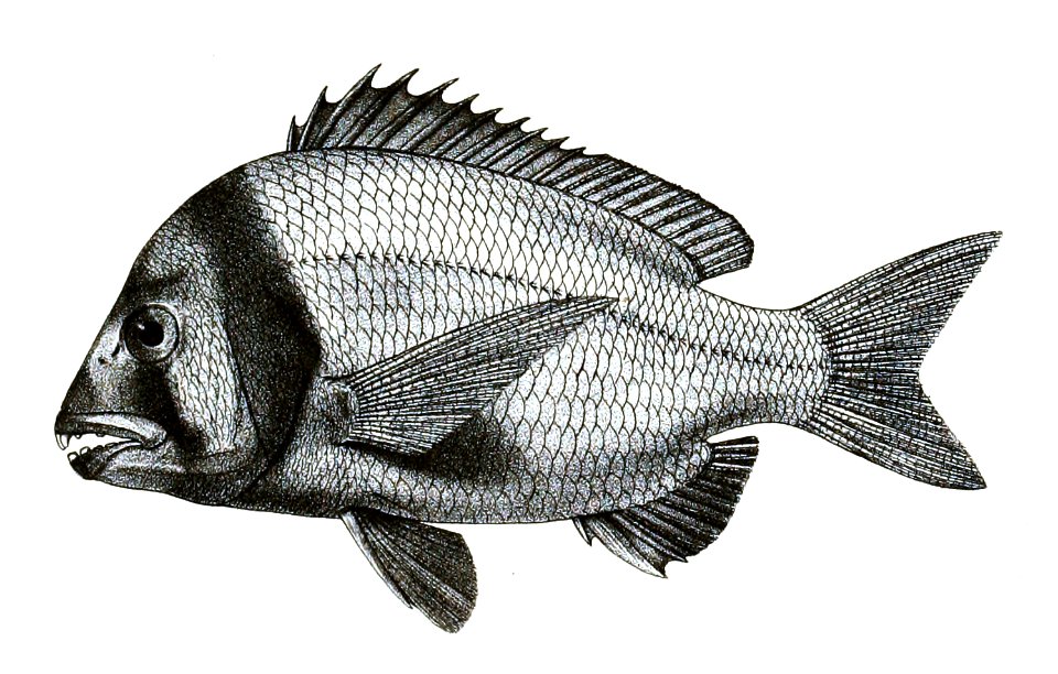 Chrysophrys bifasciata Ford 34