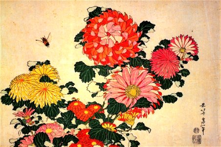 Chrysanthemum grandiflorum