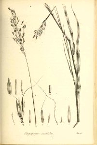 Chrysopogon serrulatus - Species graminum - Volume 3