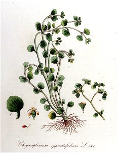 Chrysosplenium oppositifolium — Flora Batava — Volume v10. Free illustration for personal and commercial use.