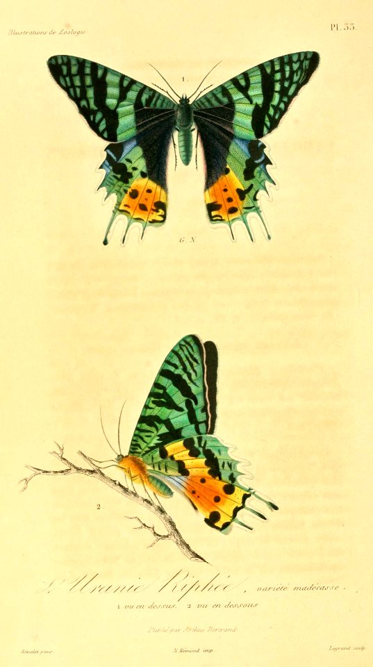 Chrysiridia rhipheus 1831