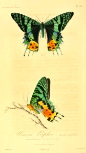 Chrysiridia rhipheus 1831