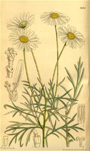 Chrysanthemum foeniculaceum 142-8644