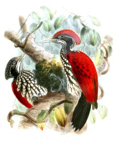 ChrysocolaptesStricklandiLegge