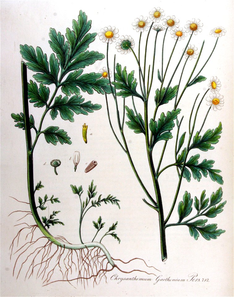Chrysanthemum parthenium — Flora Batava — Volume v10