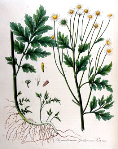 Chrysanthemum parthenium — Flora Batava — Volume v10. Free illustration for personal and commercial use.